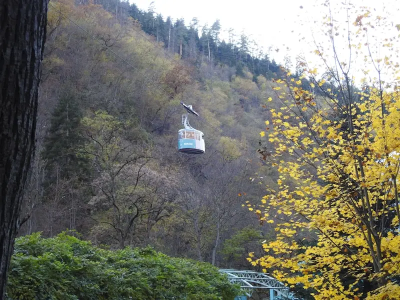 Savoring Borjomi: A Local’s Guide to Must-Try Georgian Dishes (and Where to Find Them Fresh)