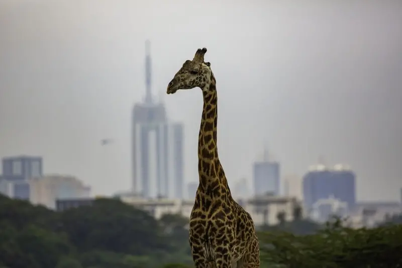 Mount Kilimanjaro Views from Amboseli: Weather Patterns, Photography Tips, and Seasonal Visibility Guide